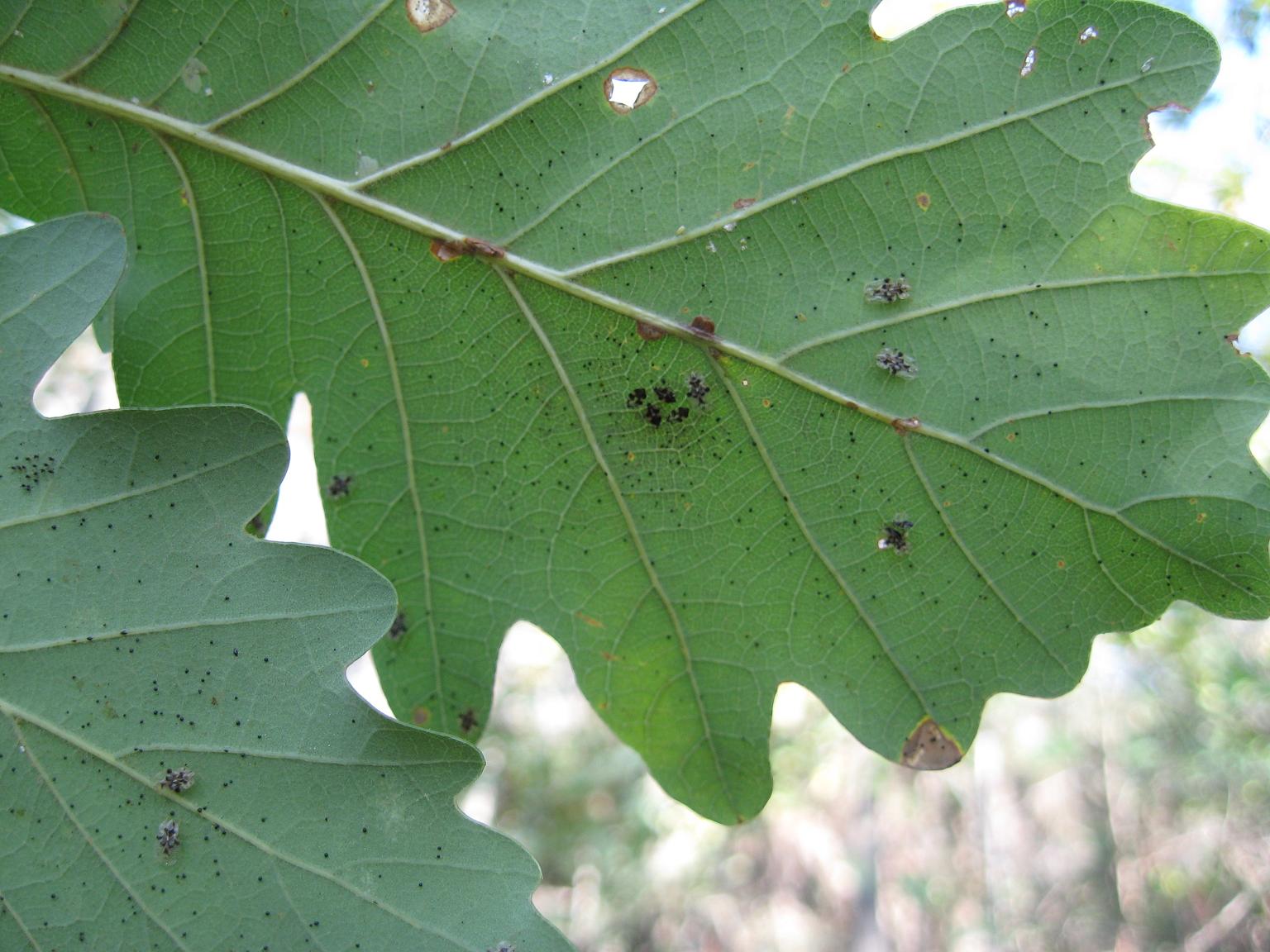 Corythucha arcuata